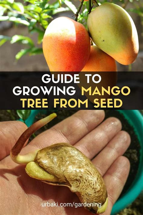 Guide to Growing Mango Tree from Seed | Mango tree, Growing mango from ...