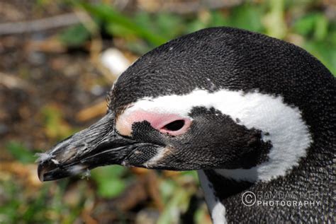 Argentina Wildlife – Ramdas Iyer Photography