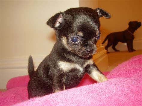 Mini Chihuahua Welpen