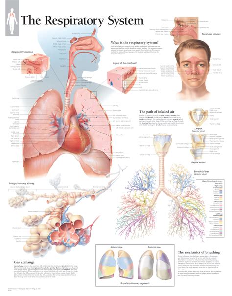 The Respiratory System | Scientific Publishing