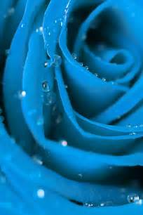 Rose Blue Free Stock Photo - Public Domain Pictures