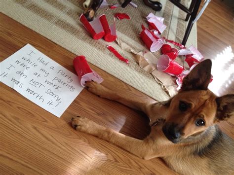 Party Animal! - Dogshaming