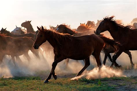 Herd of Horses Running on Green Grass Field · Free Stock Photo