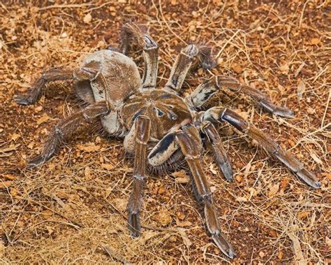 Goliath birdeater - Alchetron, The Free Social Encyclopedia