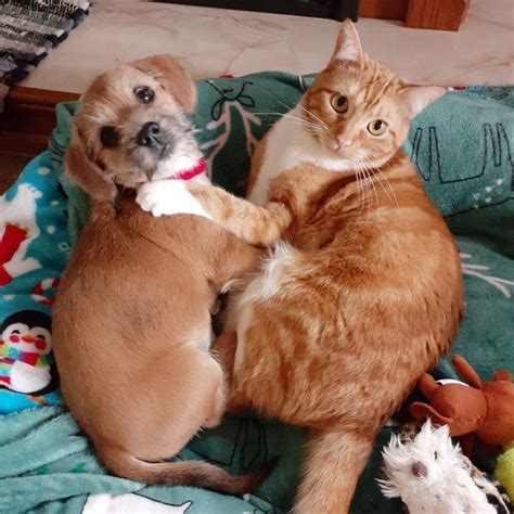 20 Funny Photos of Dogs and Cats Together | Reader’s Digest