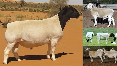 Different Types Of Sheep Breeds