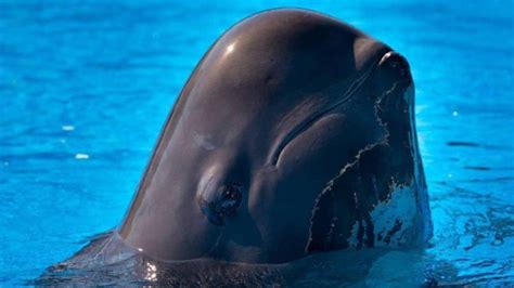 Second Dolphin Dies at SeaWorld | Dolphin Project