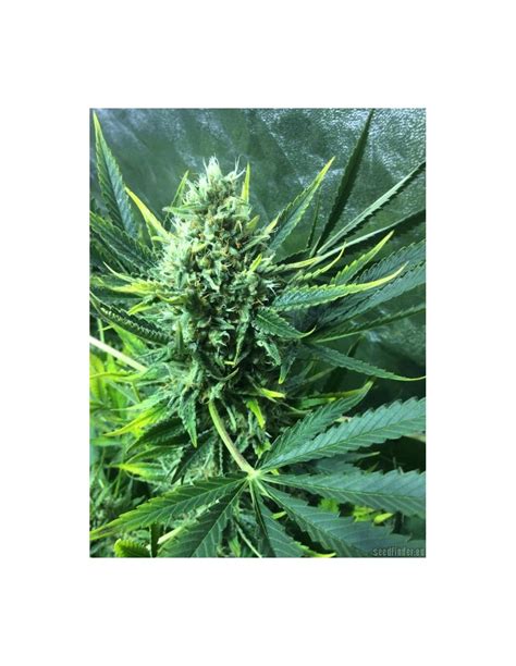 Buy Nirvana Seeds Ak 48 - Cannabis Seeds