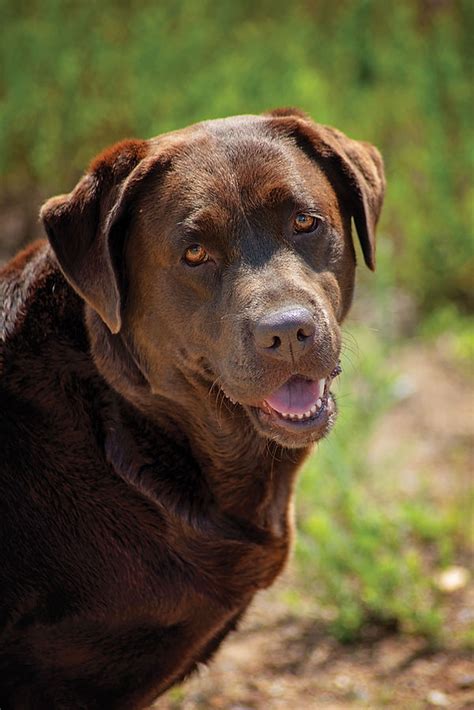 Chocolate English Labrador Puppy for Sale in Florida, San Francisco, Boston New York | Chocolate ...