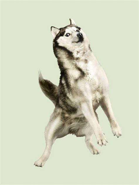 These Photos Of Dogs Jumping On Trampoline Will Lift Up Your Spirit | Flying dog, Jumping dog ...