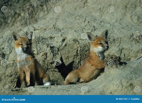 Red Fox Pups stock image. Image of outdoors, cute, young - 9021701