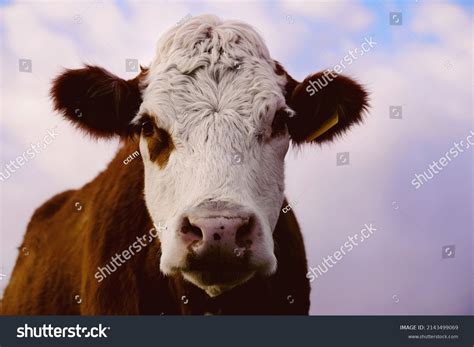 Hereford Cow Face Close Sky Background Stock Photo 2143499069 | Shutterstock