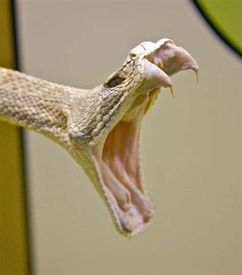 Scary Looking Snakes - Disa