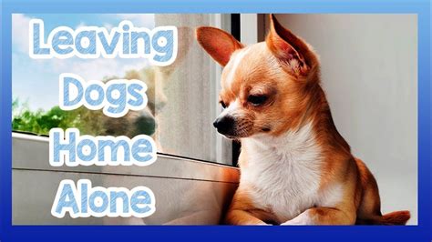 Tips on How to Keep a Dog Home Alone! Training Your Dog to be Home ...