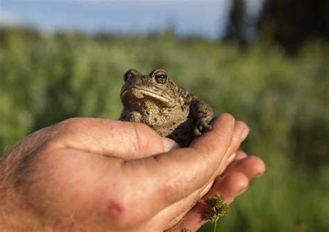 Government announces funding for ecosystem restoration projects | News, Sports, Jobs - Daily Herald