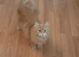 New trending GIF tagged cat gun playing via… | Trending Gifs