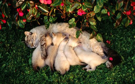 kittens, Babies, Cats, Cute, Mother Wallpapers HD / Desktop and Mobile ...