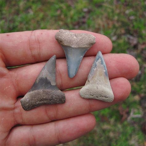 Seven Lemon Shark Teeth from Miocene | Variety of Colors - PaleoCris