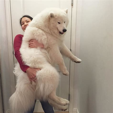 9 Signs Your Samoyed Is Your Absolute Best Friend - SonderLives