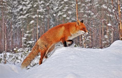 25 Perfectly Captured Photos Of Animals in Snow - Snow Addiction - News ...