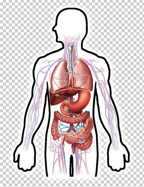 Circulatory System Human Digestive System Respiratory System Digestion ...