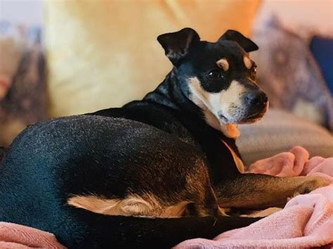 Rottweiler Chihuahua Mix: A Gentle Giant Or A Bold Minnie?