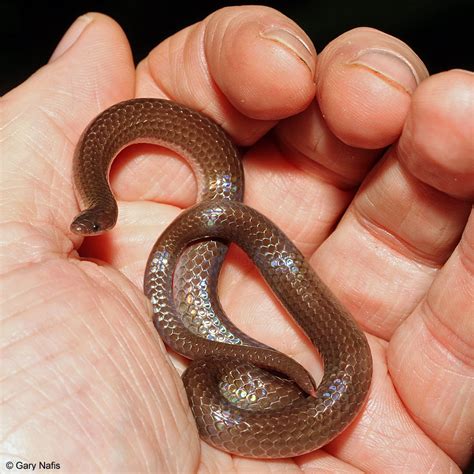 Eastern Wormsnake - Carphophis amoenus amoenus