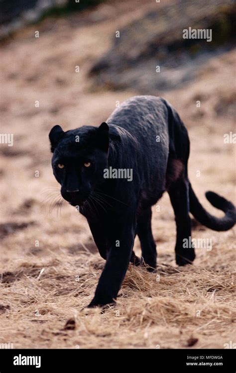 BLACK PANTHER Panthera pardus stalking prey Stock Photo - Alamy