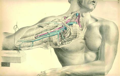 Anatomy Wallpaper HD - WallpaperSafari