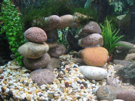 River rock | Fresh water fish tank, River rock landscaping, Fish tank