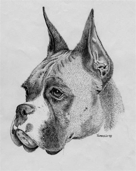 Boxer Dog. Pencil by FrozenPinky on DeviantArt