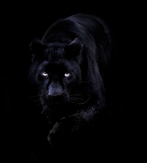 Black Panther Wallpapers - Wallpaper Cave