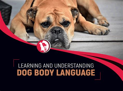 Learning and Understanding Dog Body Language