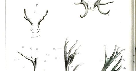 reindeer typography | Animal – Deer – Antlers, comparative anatomy 1 | Vintage Printable ... | h ...