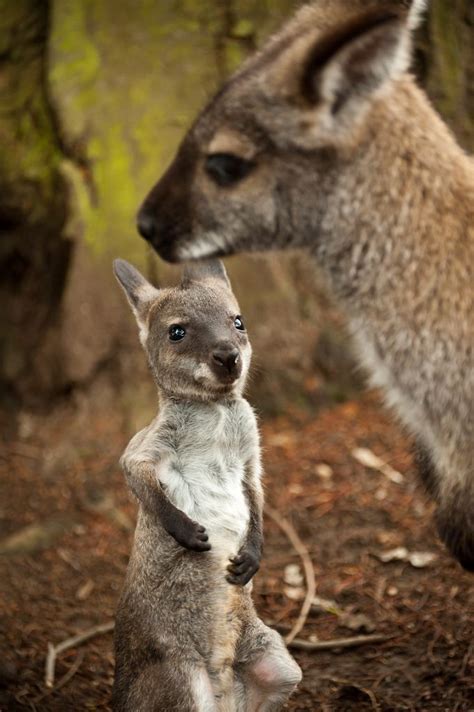 Parndana Wildlife Park | Kangaroo image, Australian animals, Kangaroo