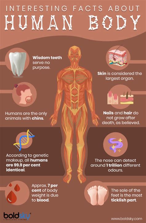 Cool Facts About The Human Body