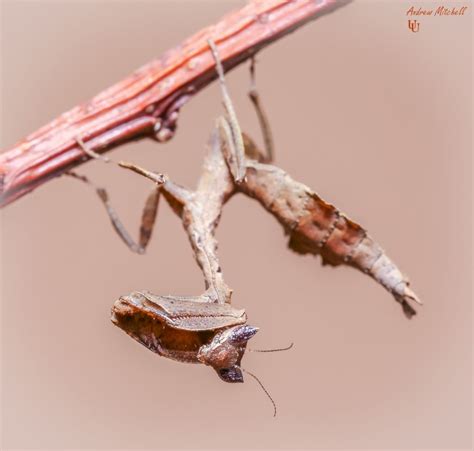 Acanthops erosula (Peruvian Dead Leaf Mantis) for sale