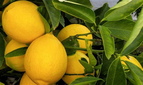 Meyer Lemon Tree Care: It's Sweeter Than You Think! | Epic Gardening