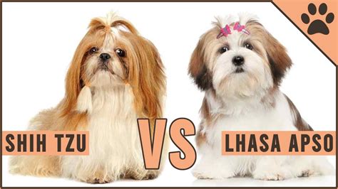 Lhasa Apso Vs Shih Tzu Shedding - Shih Tzu Dog