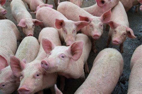 Swine fever virus identified in the Americas after 40 years