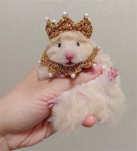 Best Costumes for Hamsters - Cute Hamster Costumes, Hats, Clothes