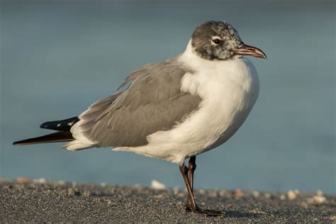 Laughing Gull (adult nonbreeding) – Jeremy Meyer Photography