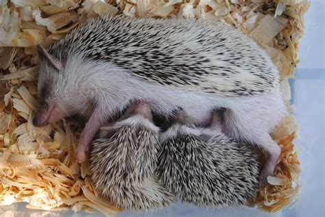 Four-toed hedgehog(Domestic) | Project Noah