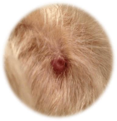 Identifying and caring for tick bites on dogs