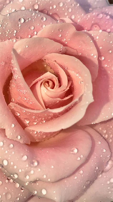 Pink rose | Rose flower wallpaper, Love pink wallpaper, Wallpaper ...