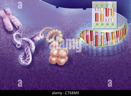 DNA COMPACTION Stock Photo: 49296630 - Alamy