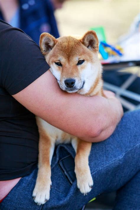 Dog breed Shiba Inu stock image. Image of shibainu, portrait - 270476615