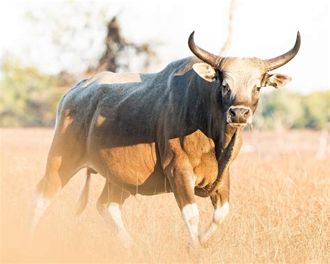 Australian Banteng and water buffalo hunting safaris Cobourg Peninsula ...