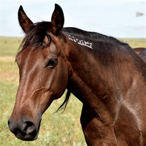 Adopt | Rescue a Horse or Wild Mustang - HORSES FOR LIFE FOUNDATION