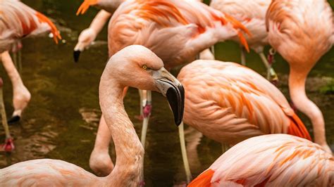 Close-Up Shot of a Flamingo · Free Stock Photo